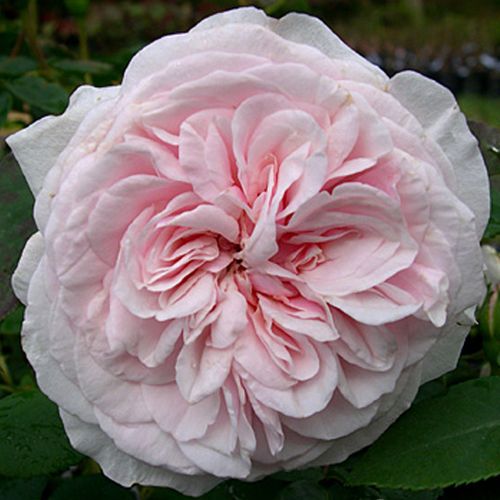 Wit met roze schakering en donkerdere buitenste kroonbladen - bourbon roos